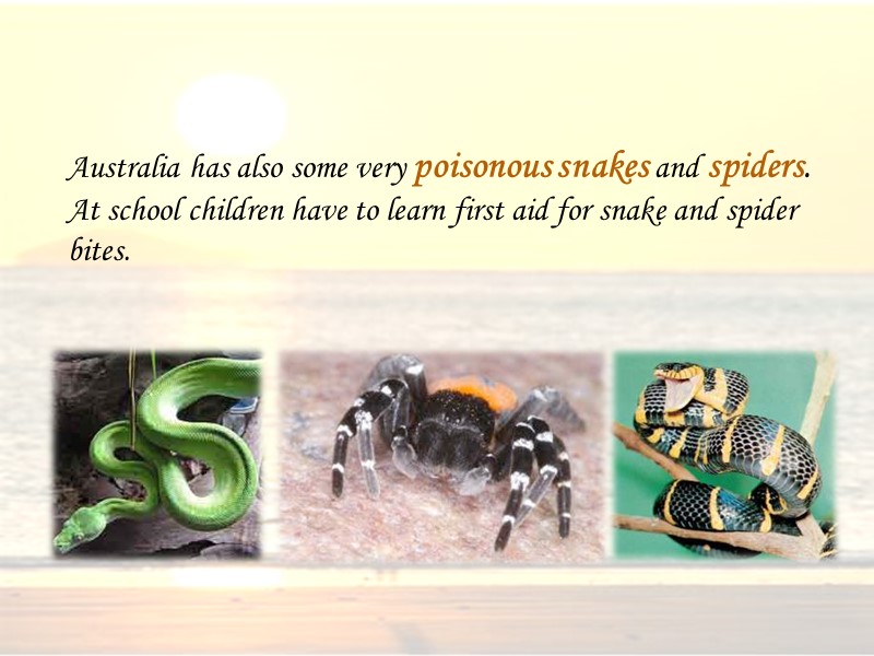 Australia has also some very poisonous snakes and spiders. At school children have to